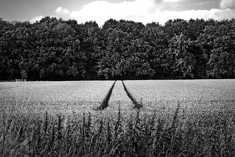 Feld
